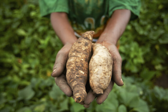 Hands holding recently harvested orange-fleshed sweet potatoes in a field in Mwasonge, Tanzania.