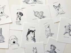 Pet Portraits