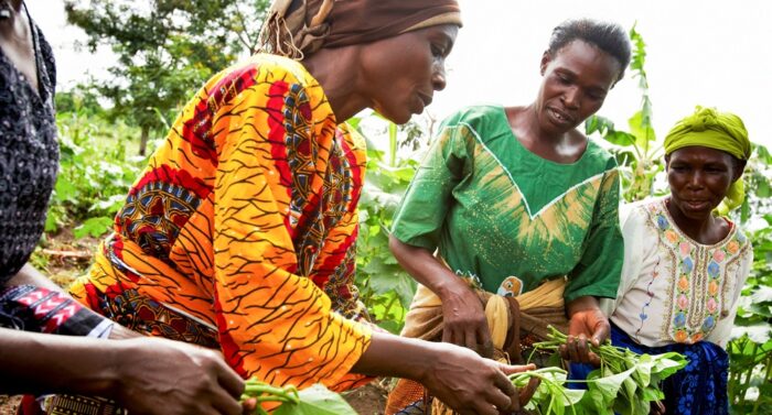 Mwanaidi Rhamdani (orange shirt) works with a group of fellow farmers in an orange-fleshed sweet potato field in Mwasonge, Tanzania.