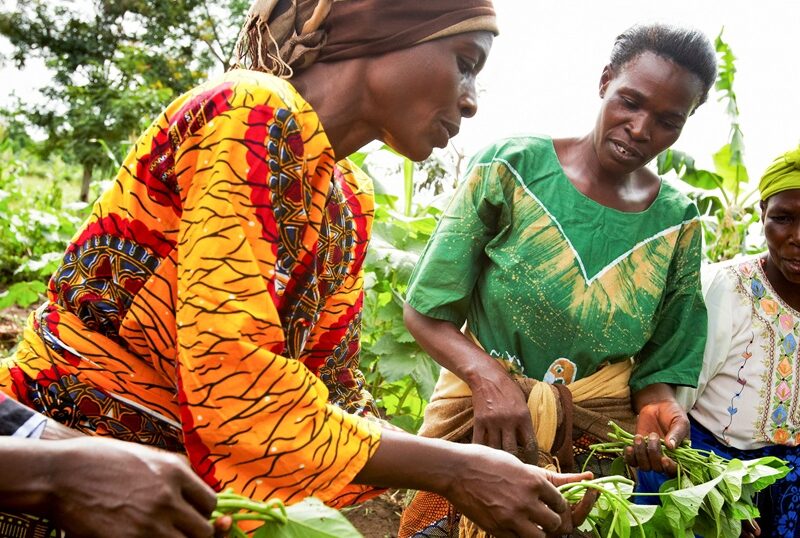 Mwanaidi Rhamdani (orange shirt) works with a group of fellow farmers in an orange-fleshed sweet potato field in Mwasonge, Tanzania.
