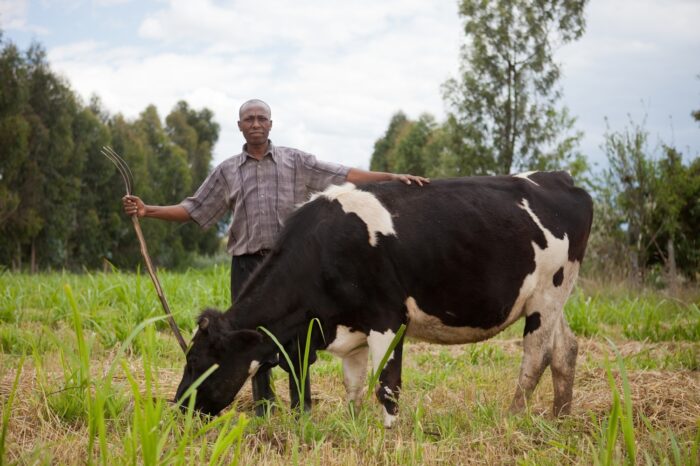 Farmer stands next to dairy cow in a field of grass.