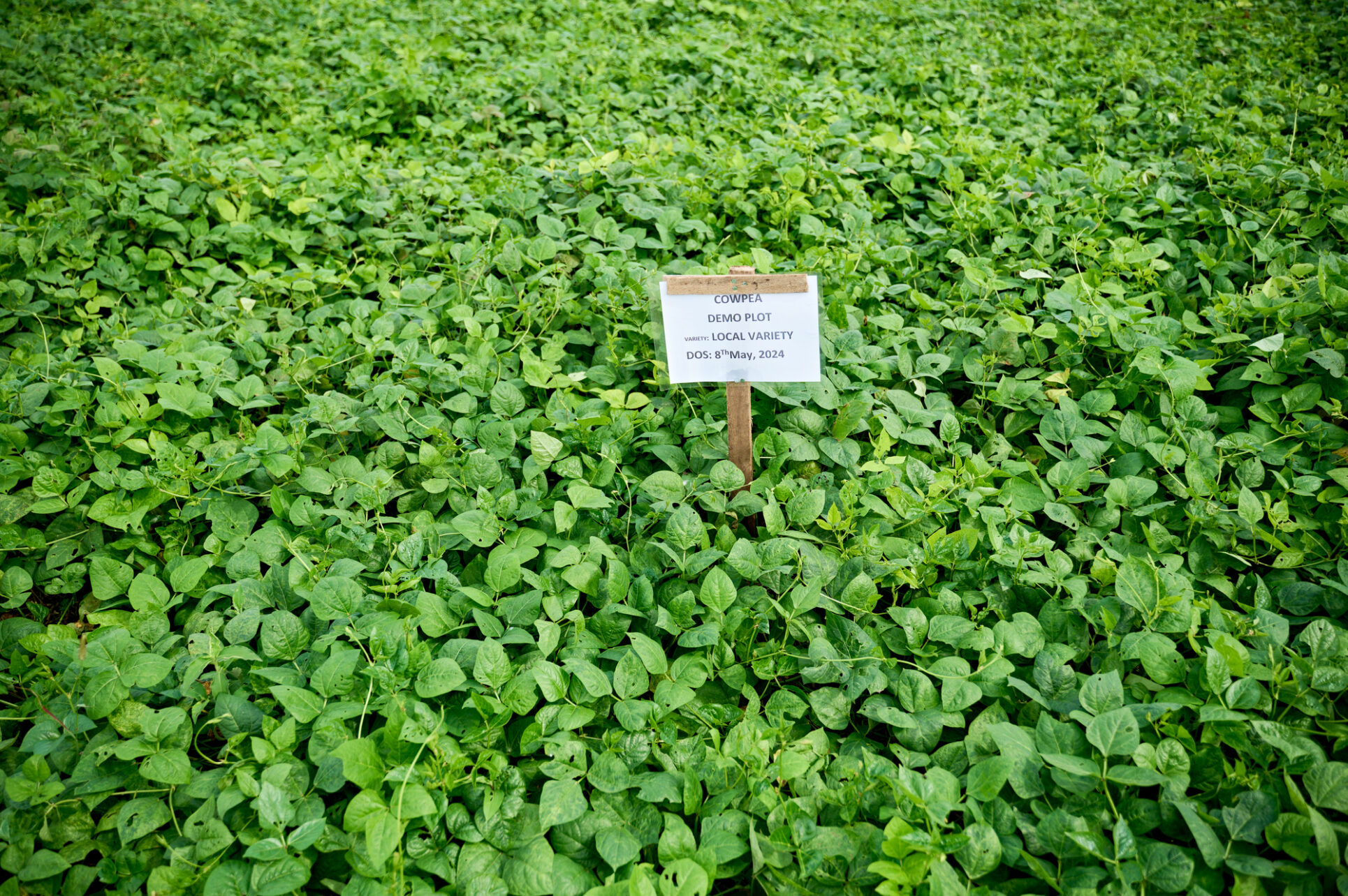 Cowpea field