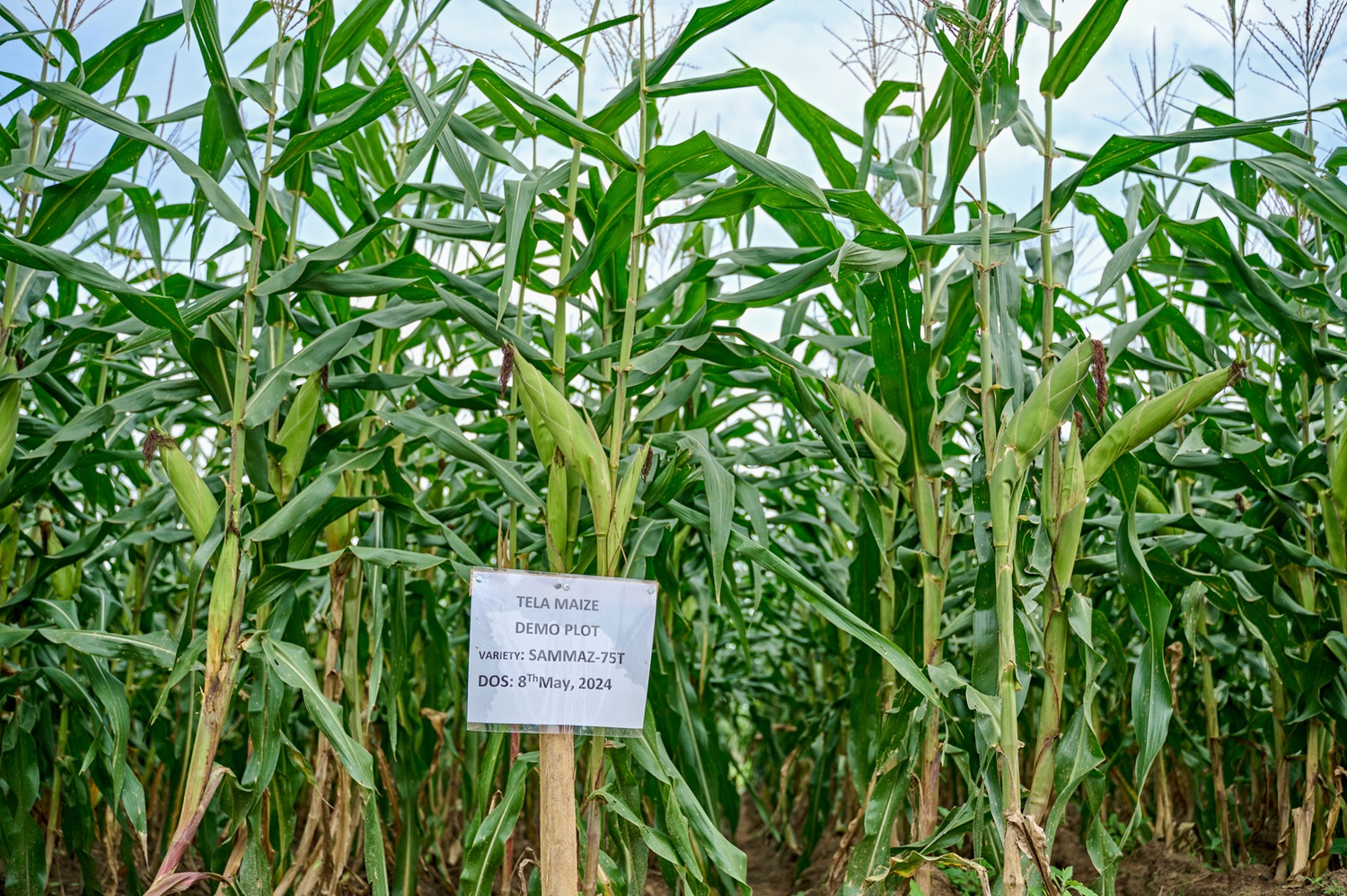 maze feild