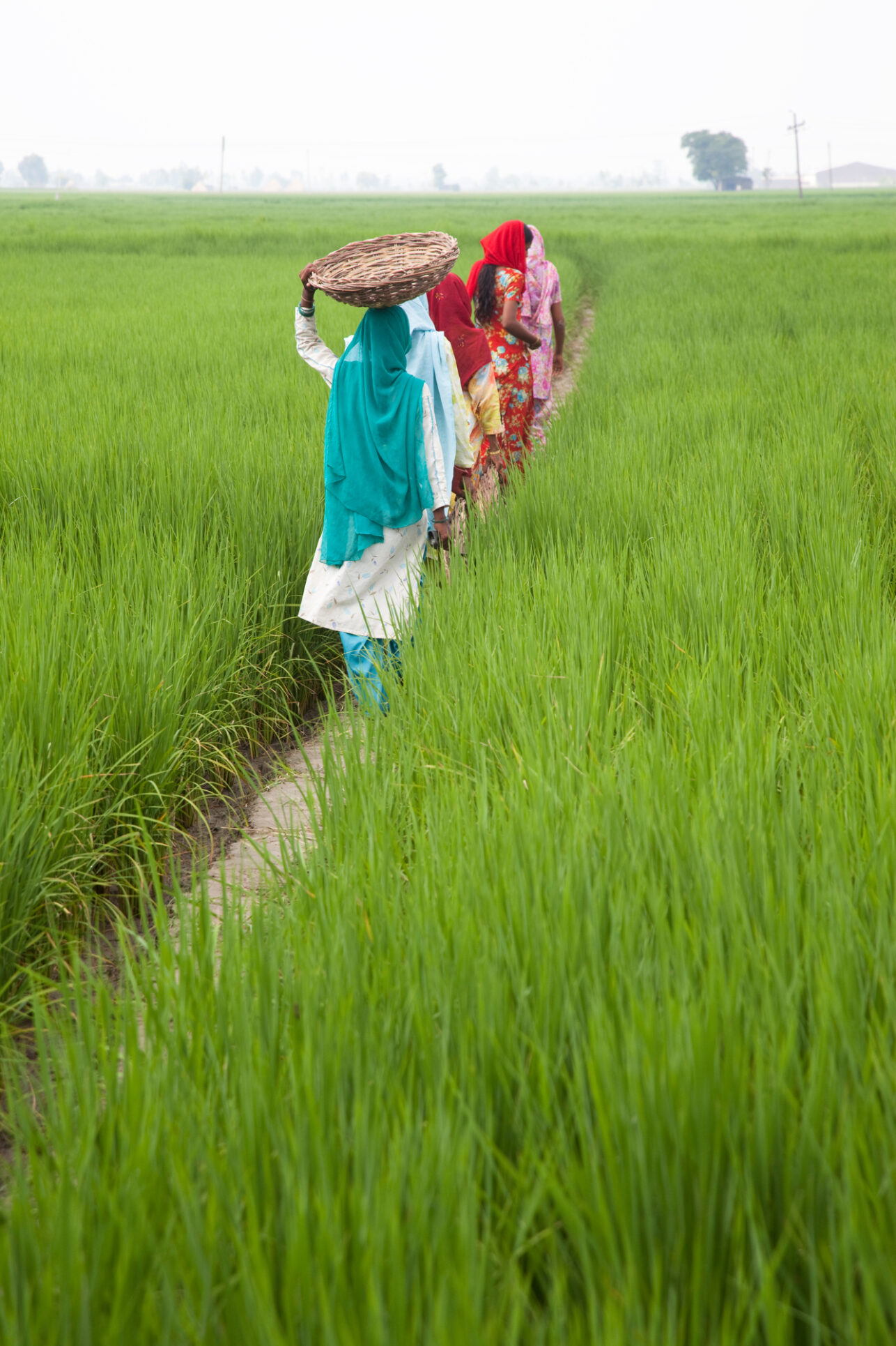 People walking through rice paddy.