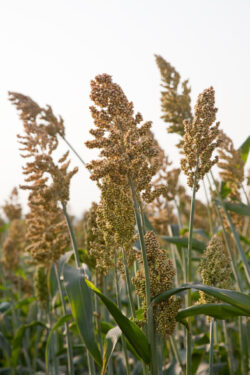 Sorghum plants