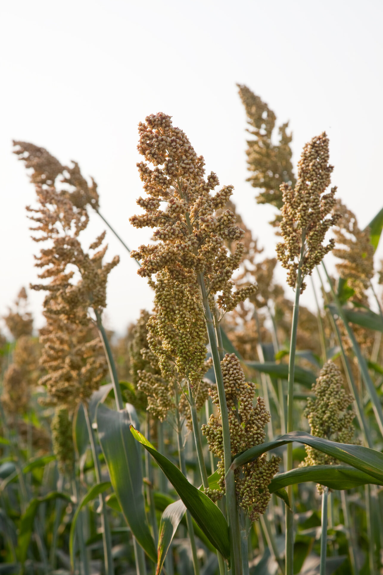 Sorghum plants