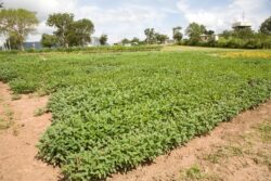 Soybean crop