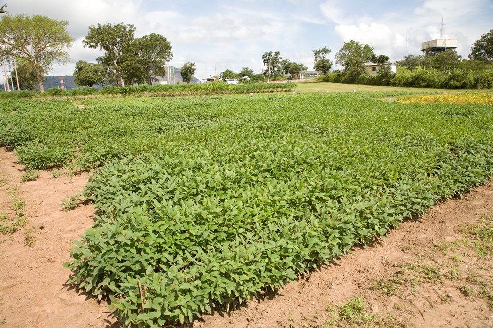 Soybean crop